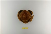 藏品(漢氏勞綿蟹)的圖片